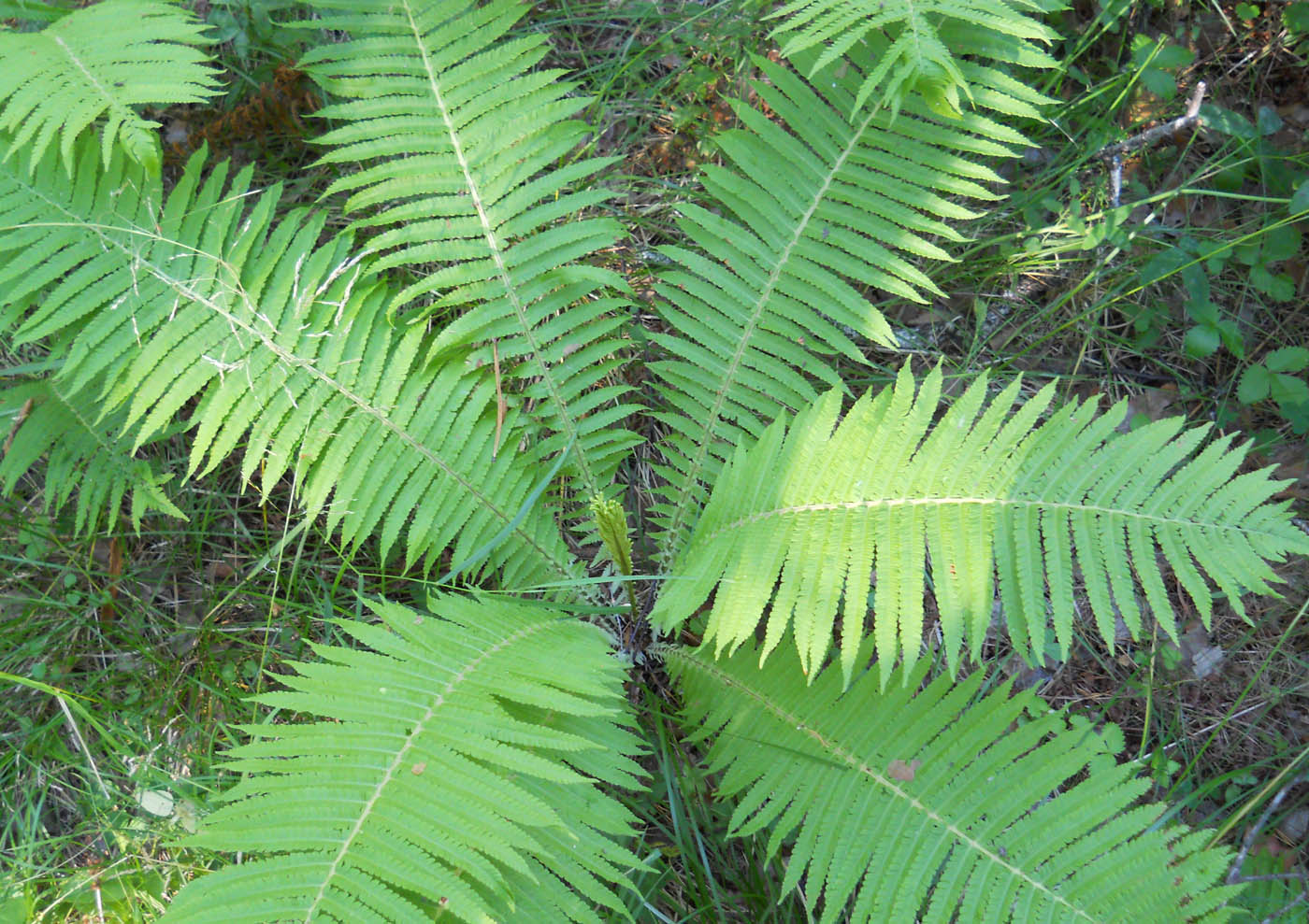 Image of Matteuccia struthiopteris specimen.