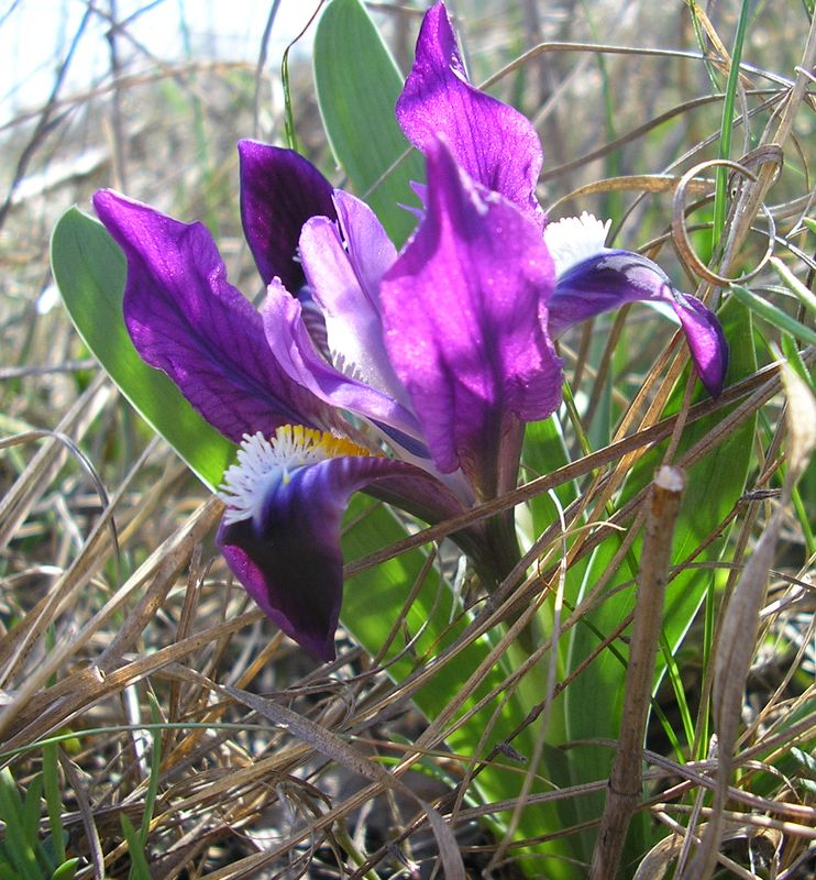 Image of Iris pumila specimen.