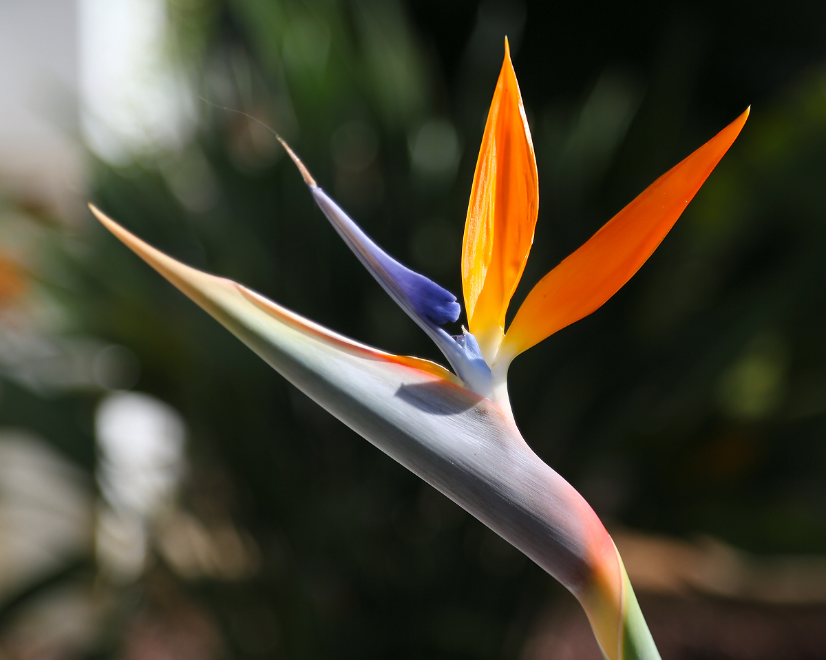 Изображение особи Strelitzia reginae.