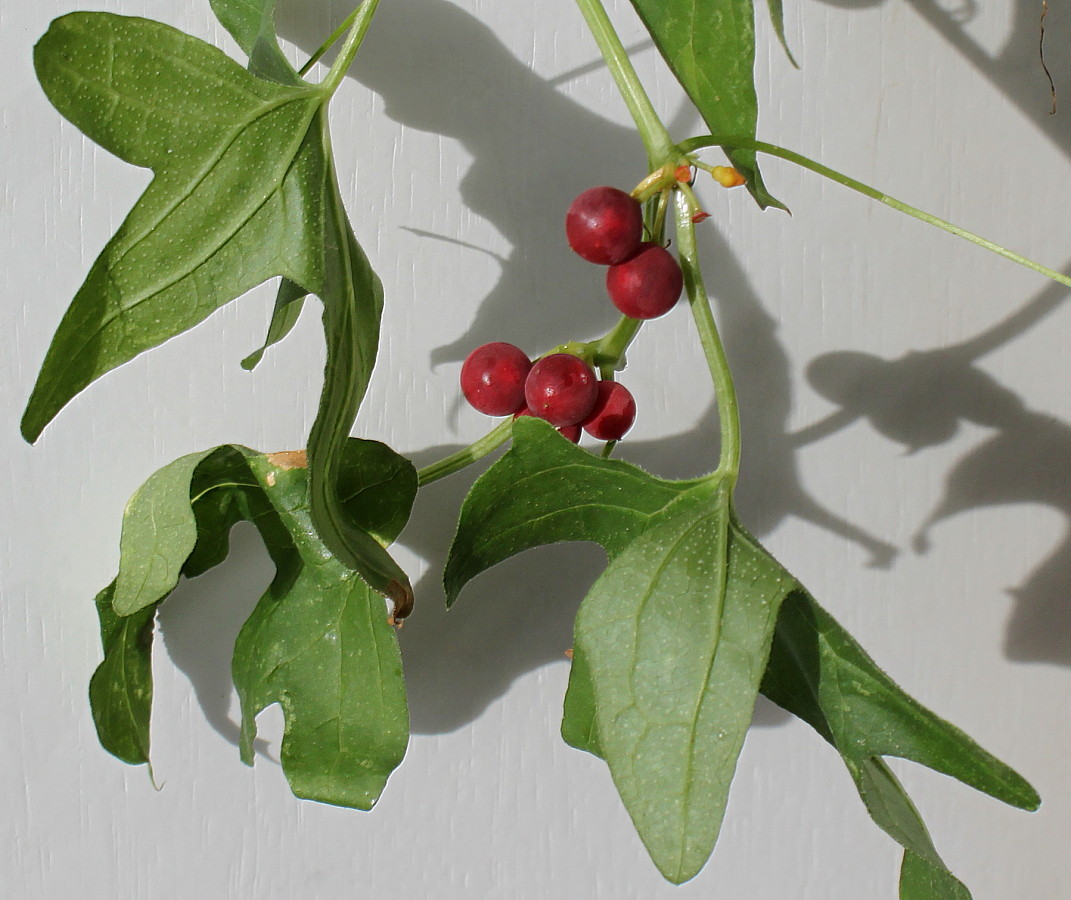 Изображение особи Bryonia dioica.