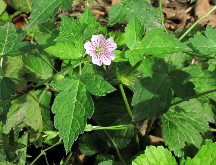 Изображение особи Geranium wilfordii.