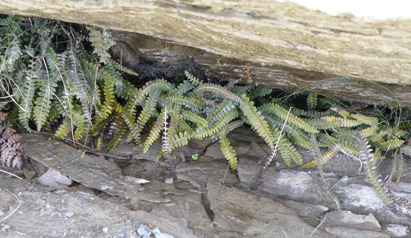 Image of Blechnum penna-marina ssp. alpina specimen.