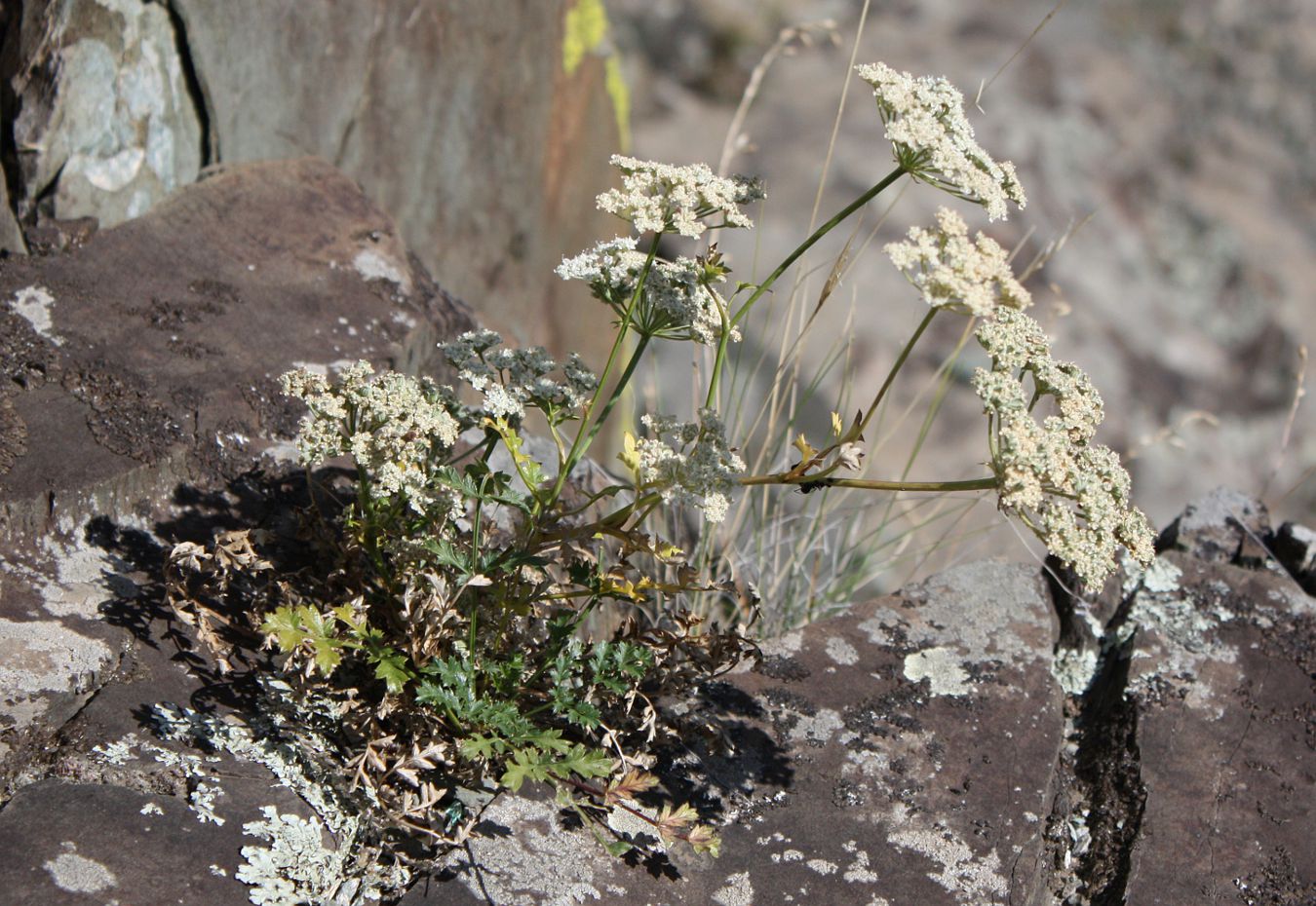 Image of Seseli buchtormense specimen.