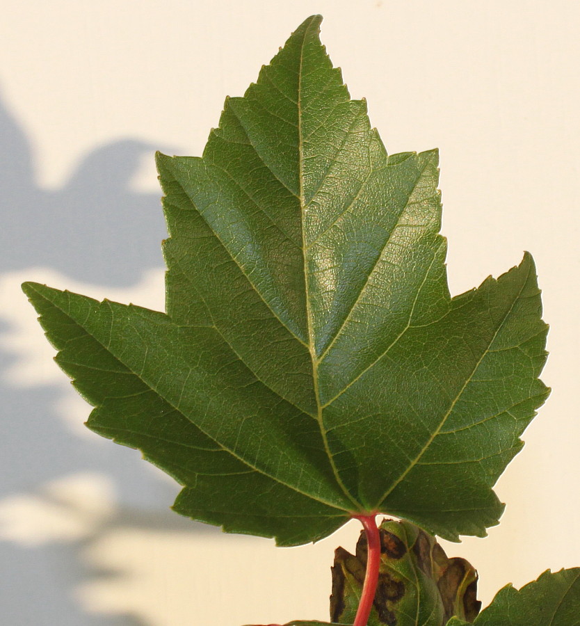 Image of Acer rubrum specimen.