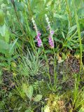 Spiranthes australis. Цветущее растение на заболоченном лугу. Республика Бурятия, Баунтовский эвенкийский район, окр. пос. Северный, долина р. Има. Конец июля 2012 г.