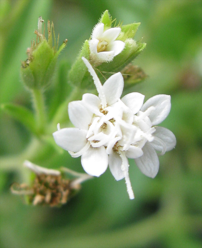 Изображение особи Stevia rebaudiana.