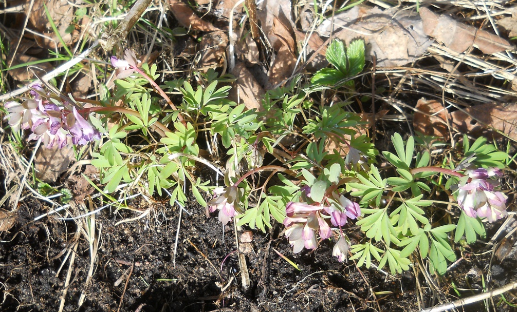 Изображение особи Corydalis solida.