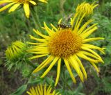 Inula britannica. Соцветия. Иркутская обл., г. Бодайбо, правый борт долины р. Витим, лужайка. 14.07.2012.