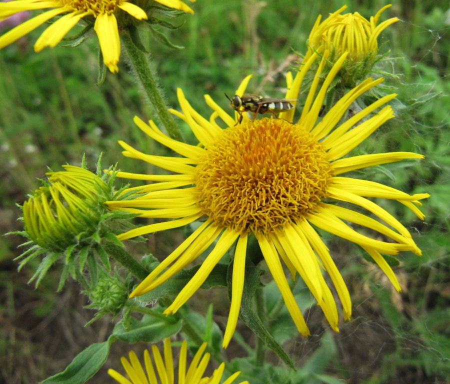 Изображение особи Inula britannica.