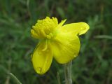 Ranunculus illyricus. Цветок. Украина, г. Запорожье, пос. Солнечный, балка. 14.05.2011.