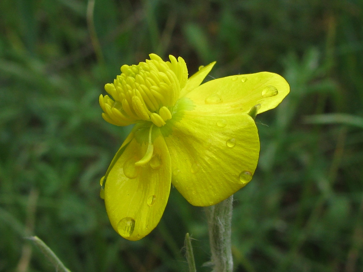 Изображение особи Ranunculus illyricus.