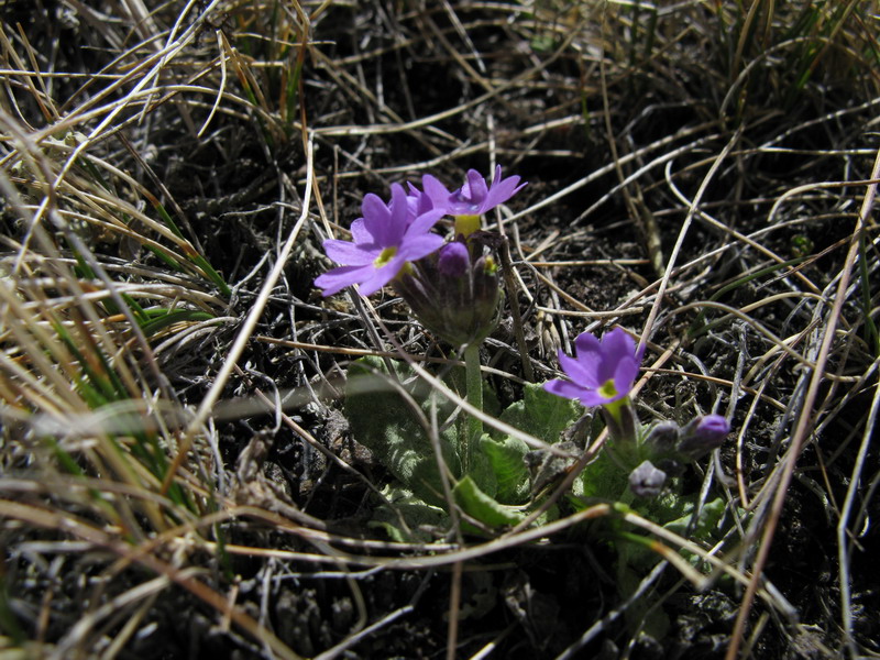 Изображение особи Primula algida.