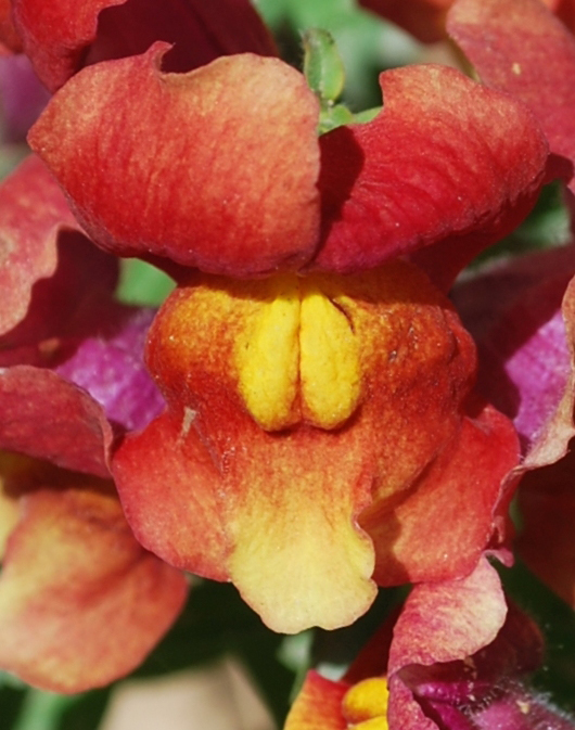 Image of Antirrhinum majus specimen.