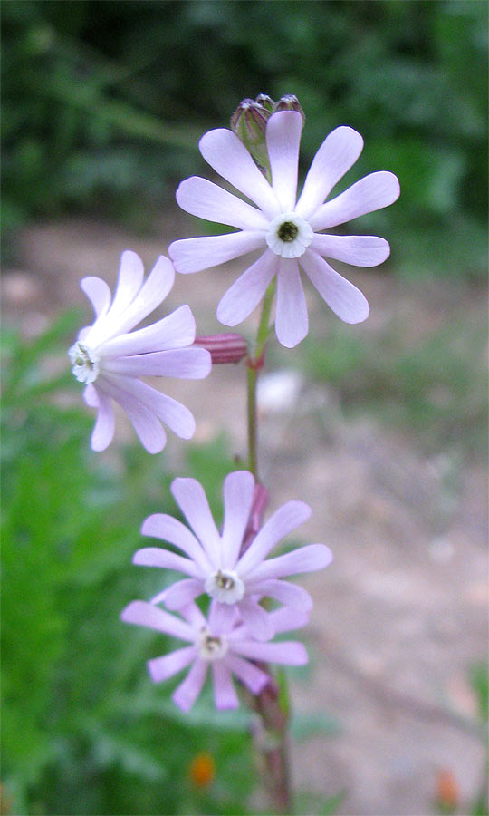 Image of Silene colorata specimen.