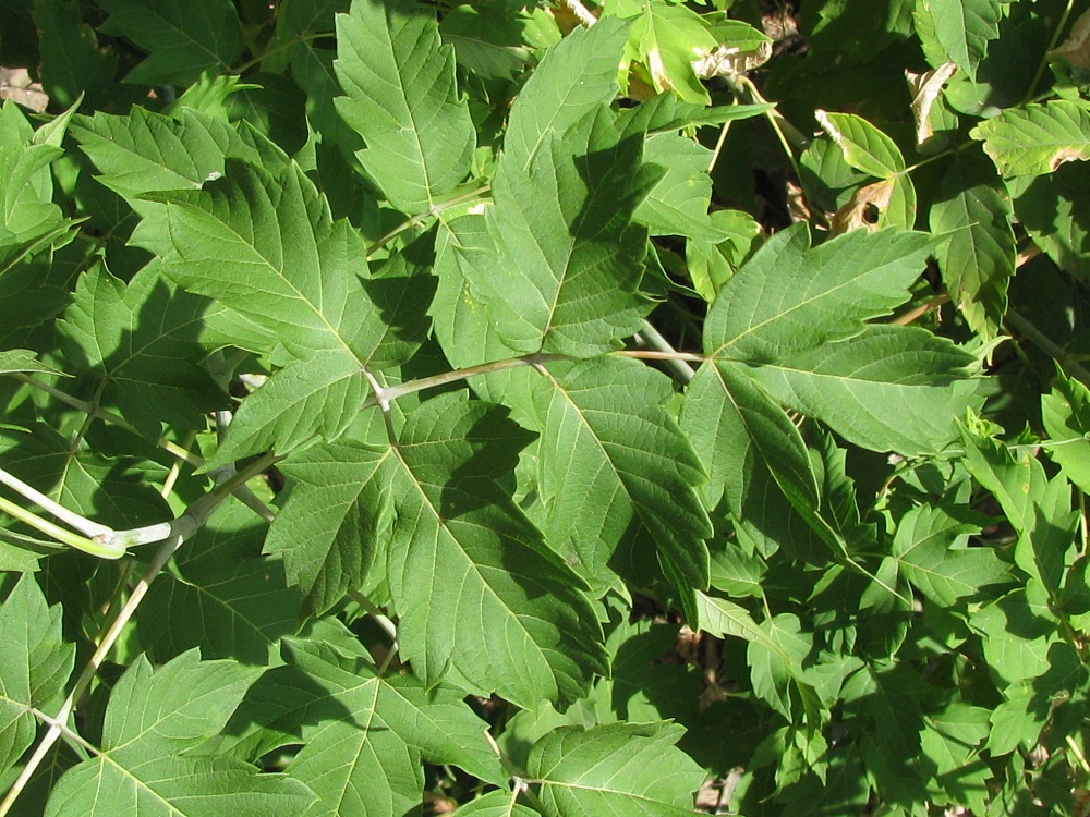 Image of Acer negundo specimen.