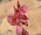 Rumex cyprius