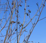 Betula utilis variety jacquemontii. Веточки с развивающимися соцветиями и прошлогодними соплодиями. Германия, г. Кемпен, в озеленении улицы. 22.03.2013.