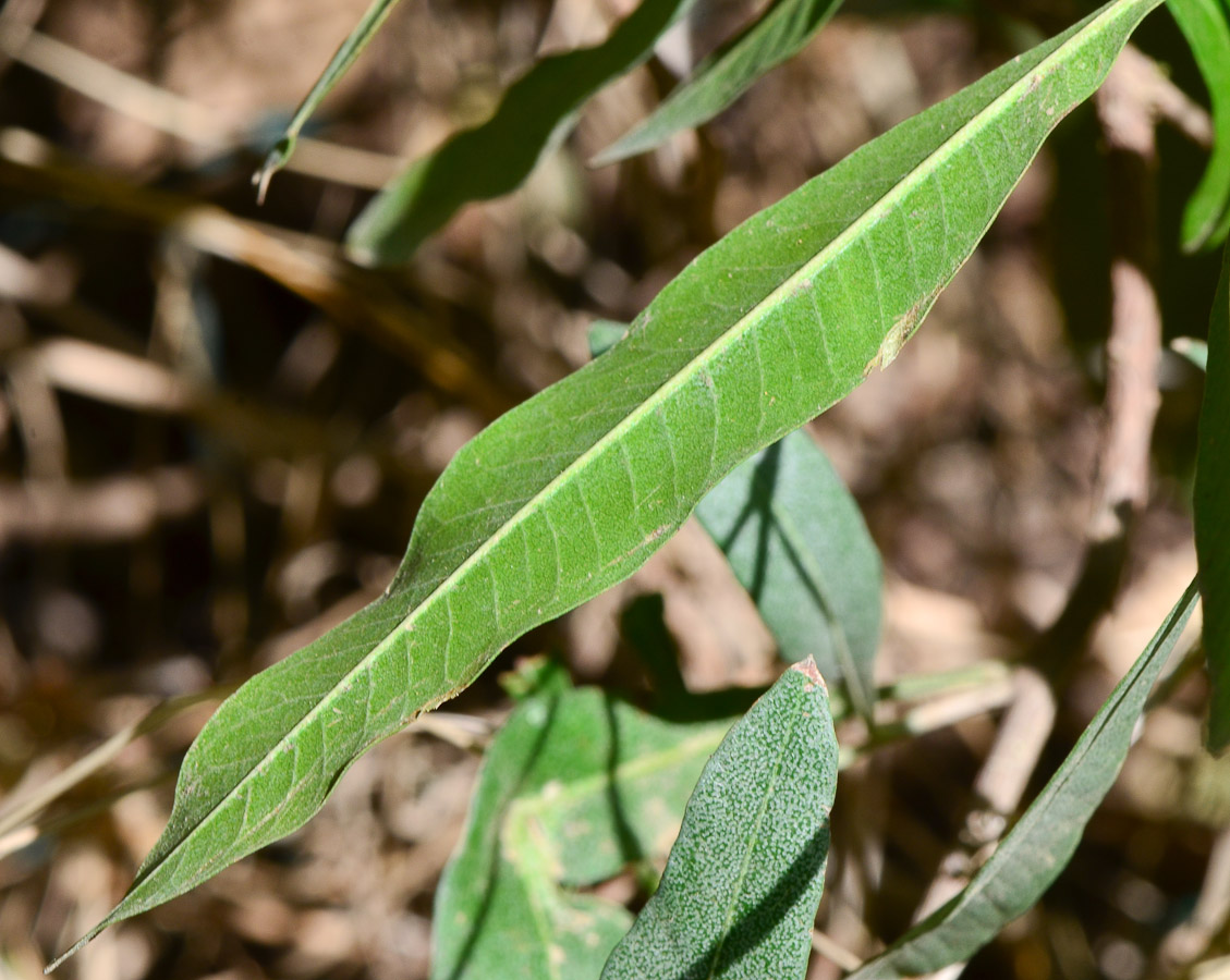 Image of Dodonaea viscosa specimen.