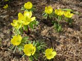 Eranthis cilicica