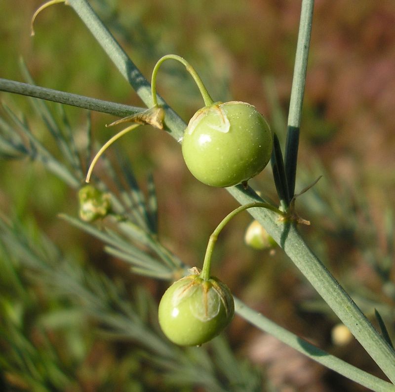 Image of Asparagus officinalis specimen.