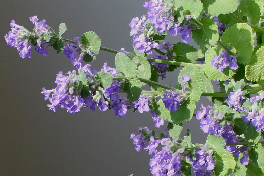 Image of Nepeta &times; faassenii specimen.