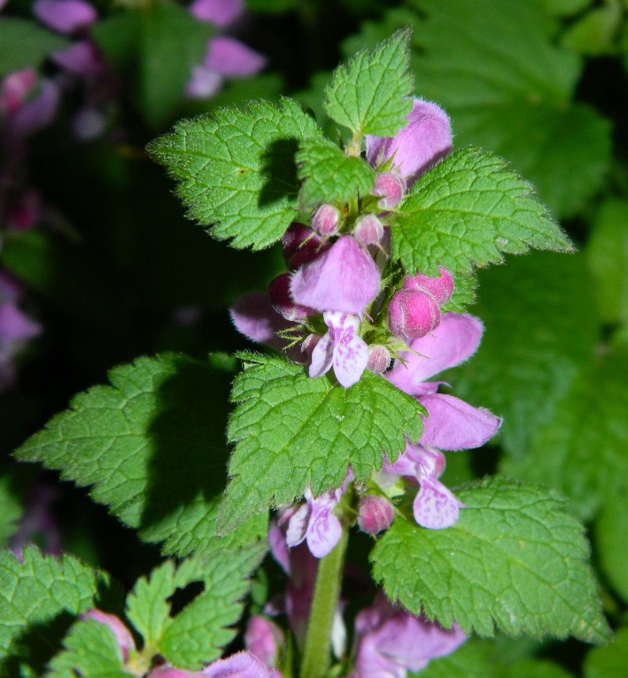 Изображение особи Lamium maculatum.