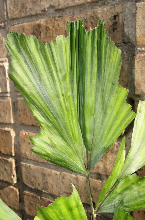 Image of Caryota mitis specimen.