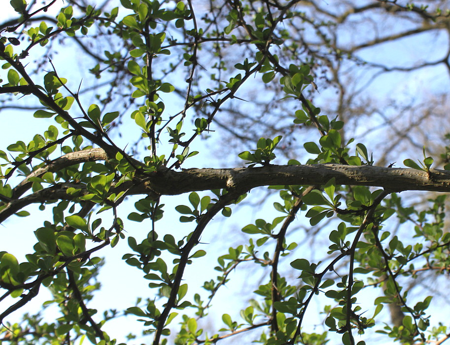 Изображение особи Berberis salicaria.