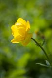 Trollius europaeus