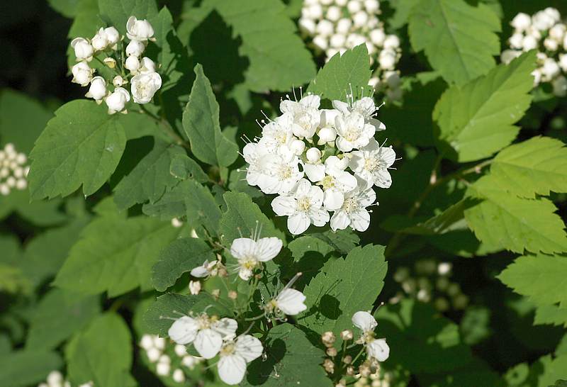 Image of Spiraea chamaedryfolia specimen.