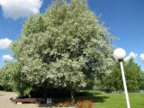 Salix alba