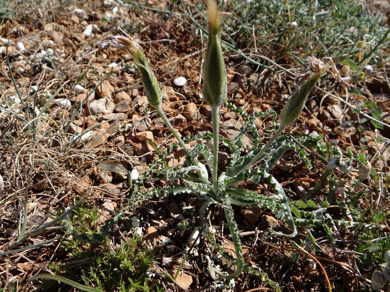 Image of Scorzonera mollis specimen.