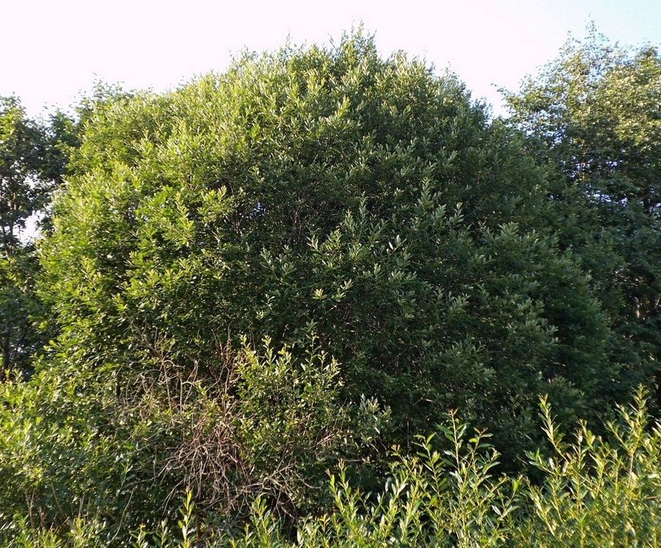 Изображение особи Salix caprea.