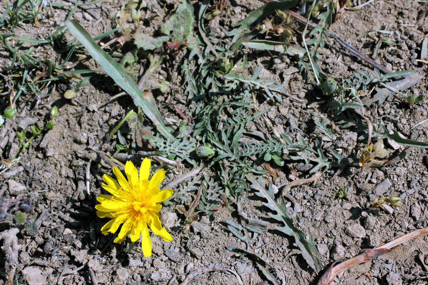 Изображение особи Taraxacum brevirostre.