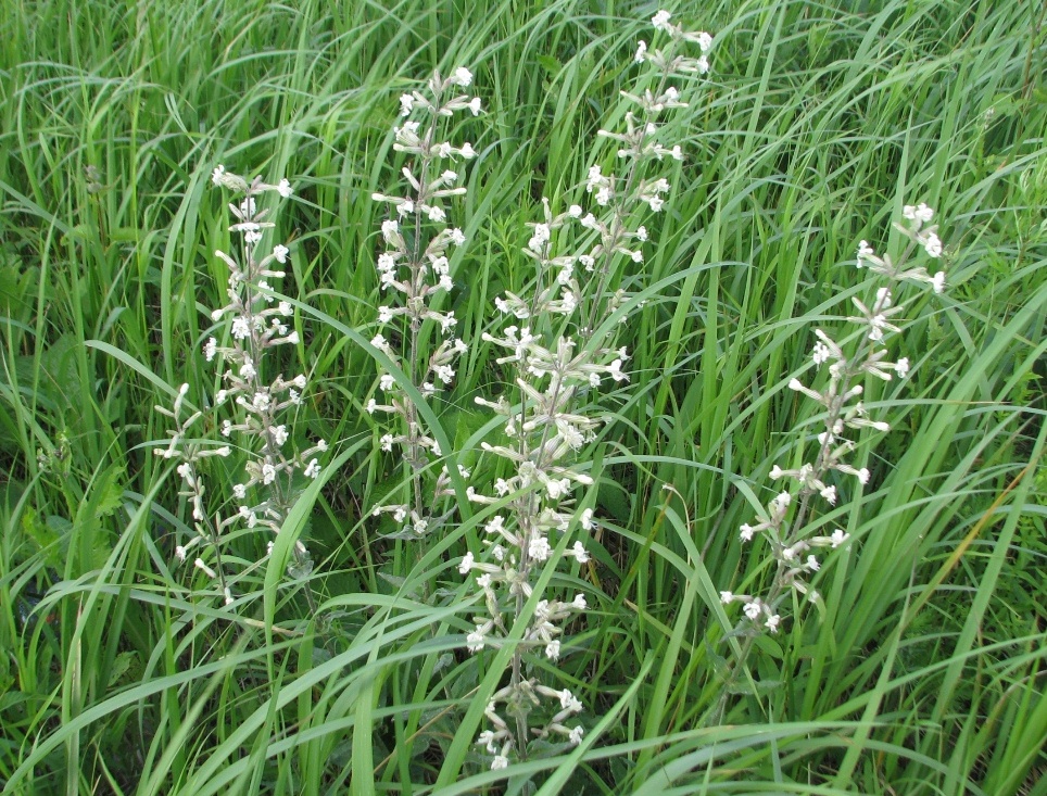 Image of Silene viscosa specimen.