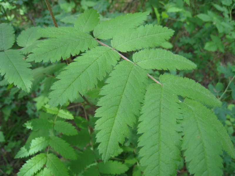 Image of Sorbus sibirica specimen.