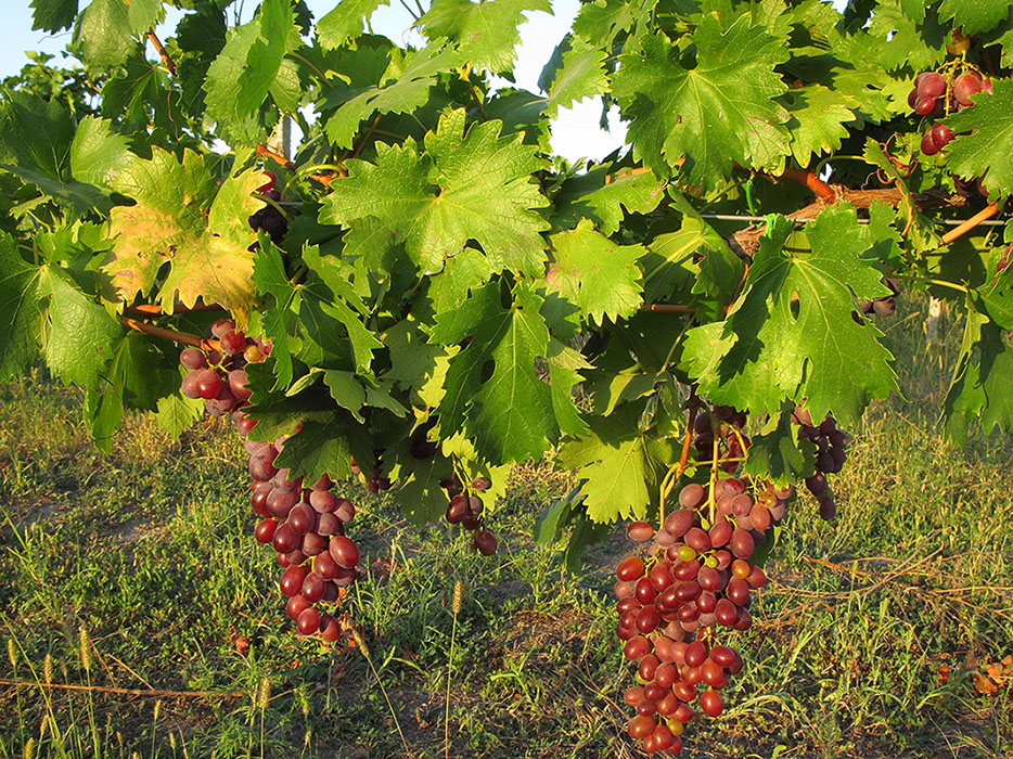 Изображение особи Vitis vinifera.