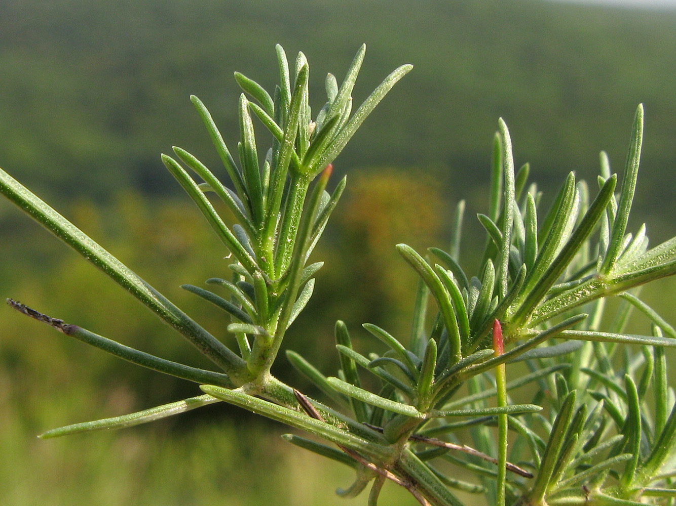 Image of Asperula supina specimen.