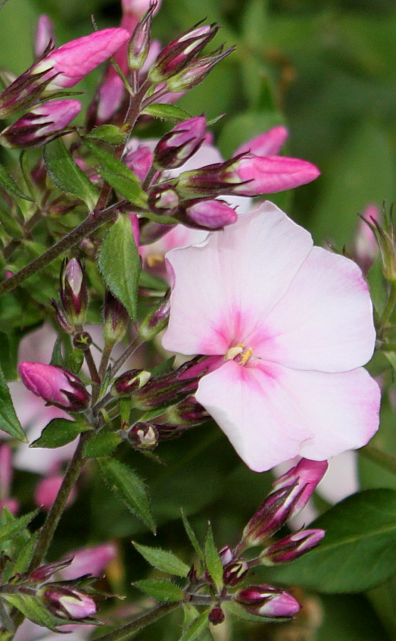 Image of Phlox paniculata specimen.