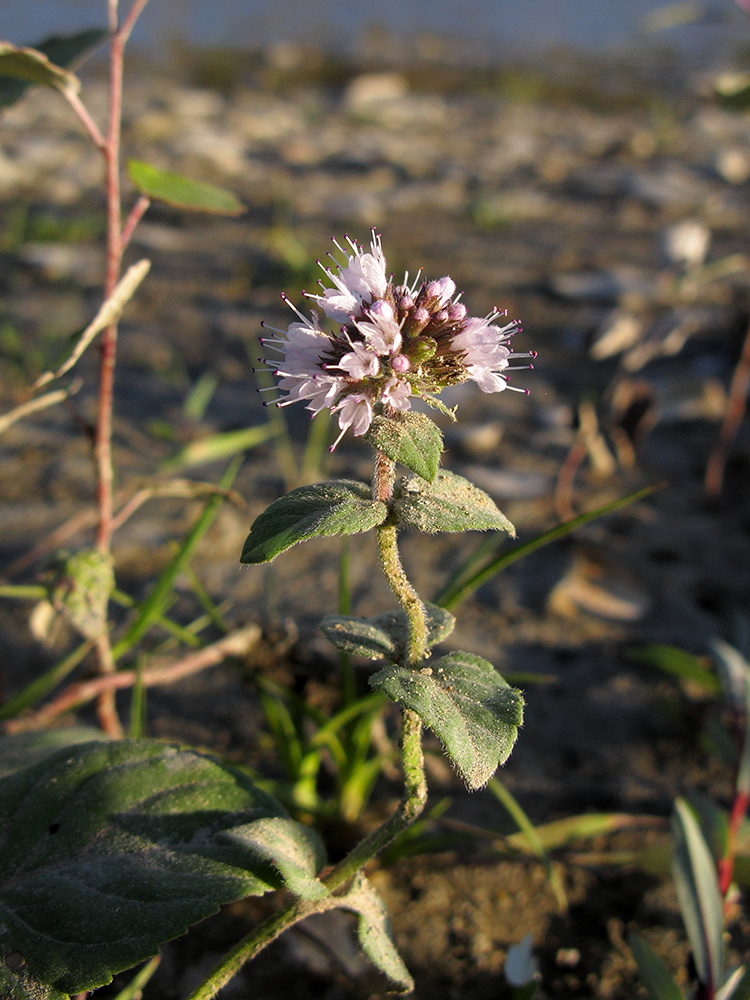 Image of Mentha aquatica specimen.