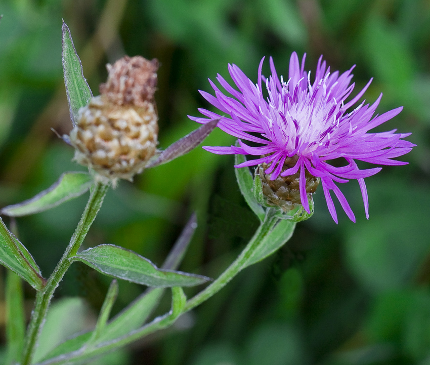 Изображение особи род Centaurea.