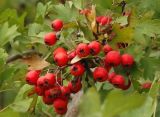 род Crataegus. Плоды. Украина, г. Запорожье, балка Партизанская. 13.09.2013.