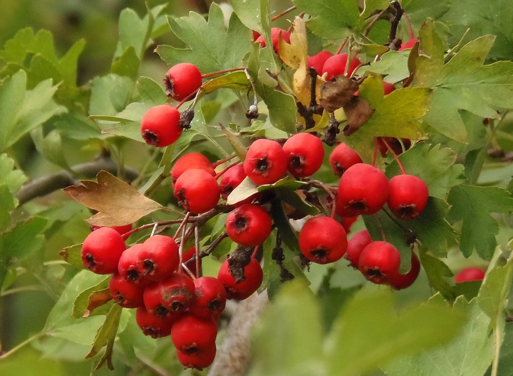 Image of genus Crataegus specimen.
