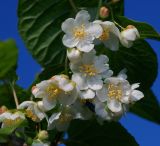 Actinidia kolomikta