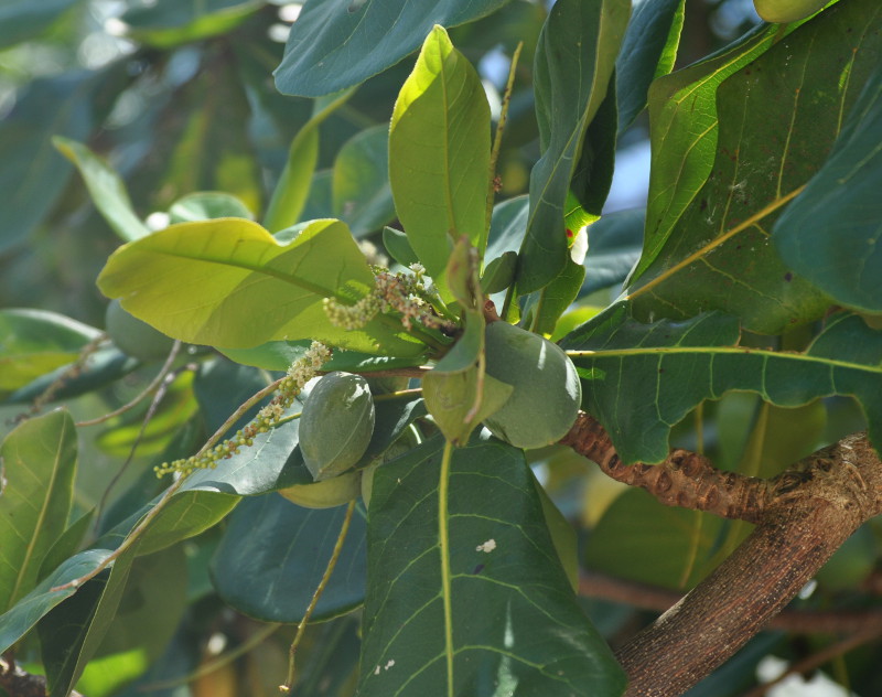 Изображение особи Terminalia catappa.