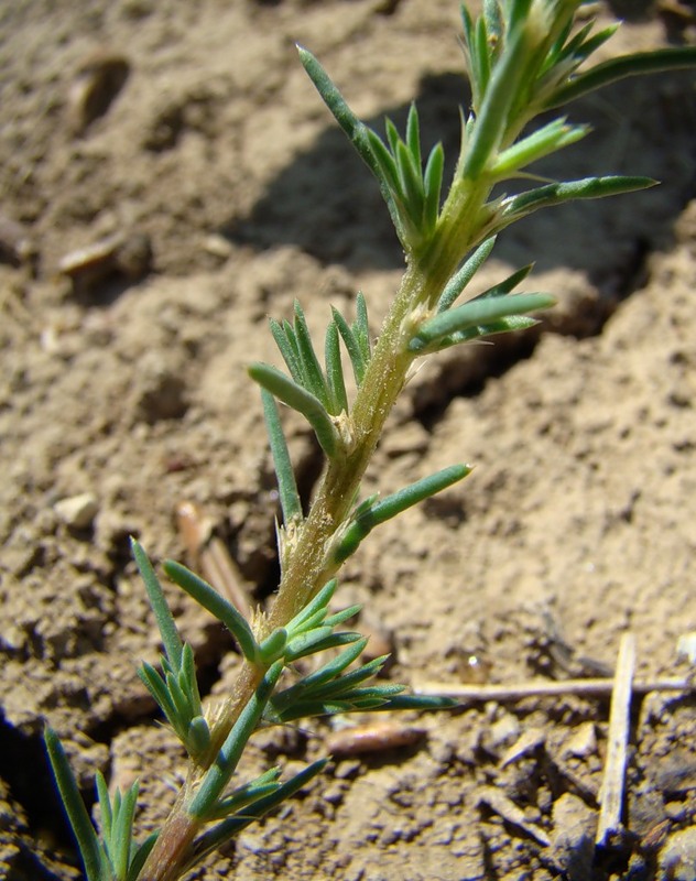 Изображение особи Polycnemum majus.