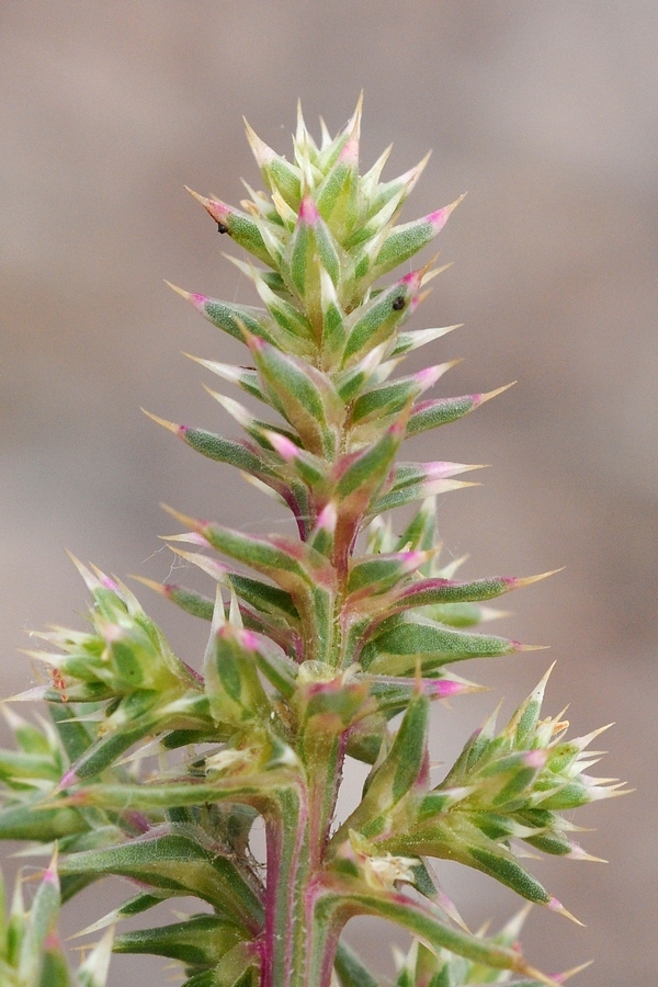 Изображение особи Salsola tragus.