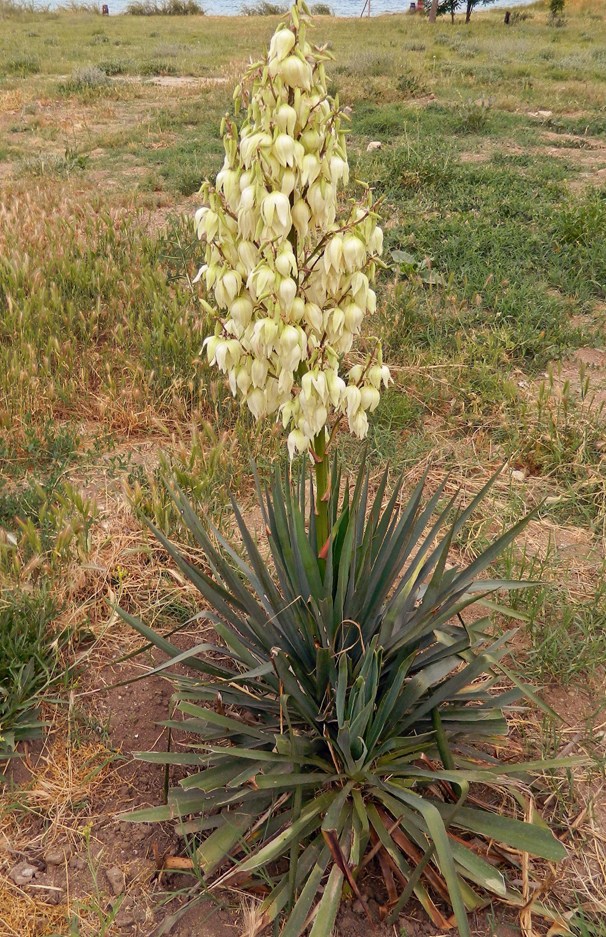 Image of Yucca gloriosa specimen.