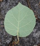 Actinidia chinensis variety deliciosa. Обратная сторона листа. Германия, г. Дюссельдорф, Ботанический сад университета. 14.08.2013.