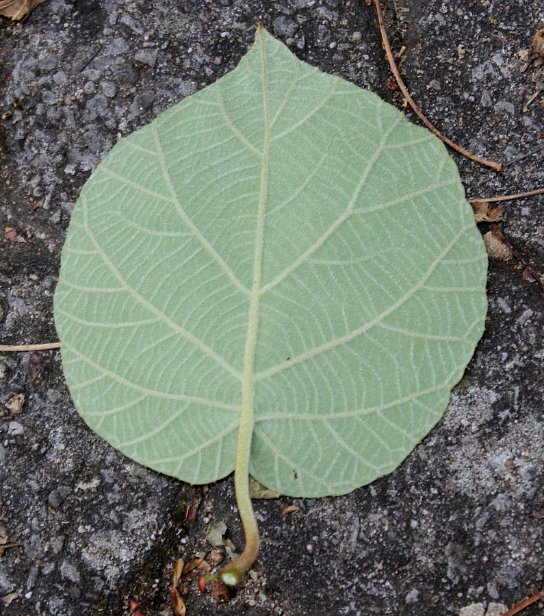 Изображение особи Actinidia chinensis var. deliciosa.